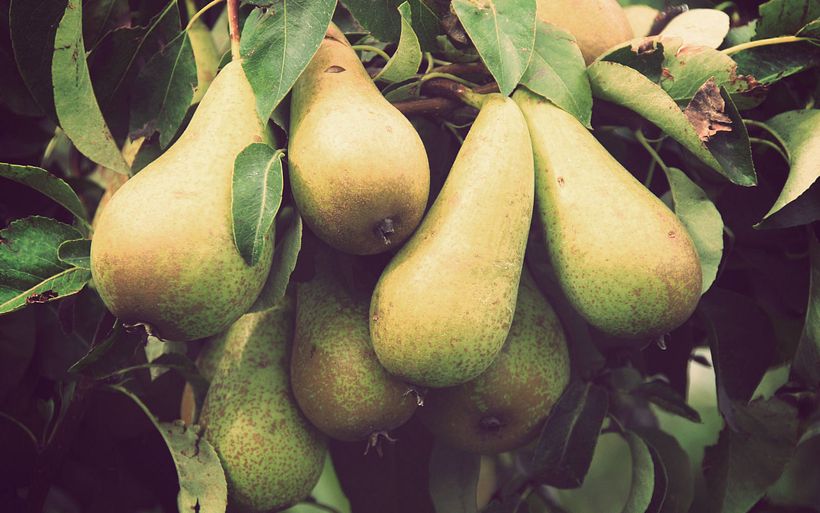 Conservas Fruita Blanch 5