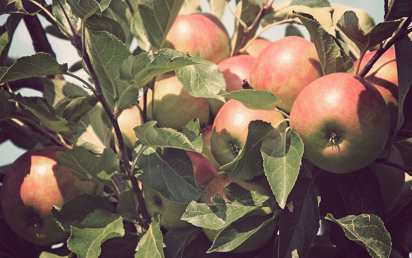 Conservas Fruita Blanch 7