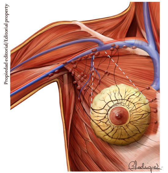 anatomia clínica 0