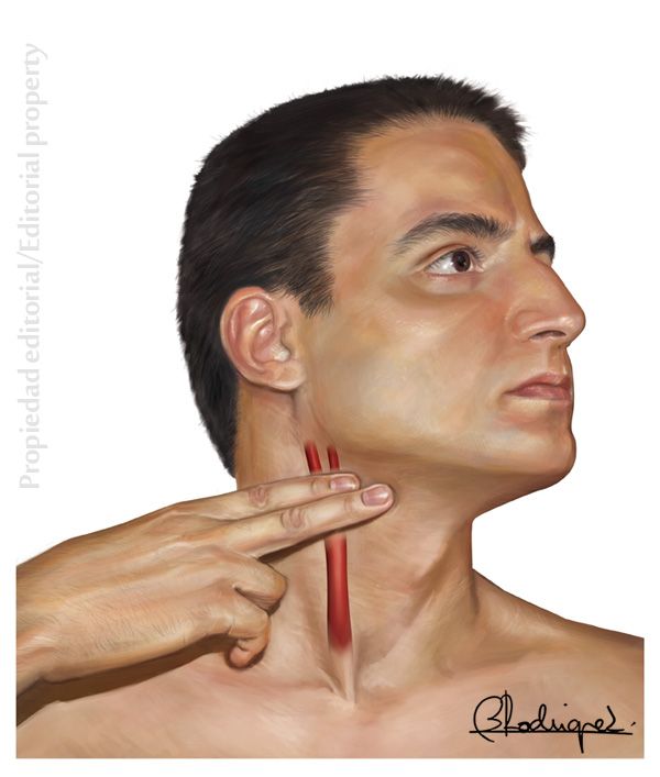 anatomia clínica 5
