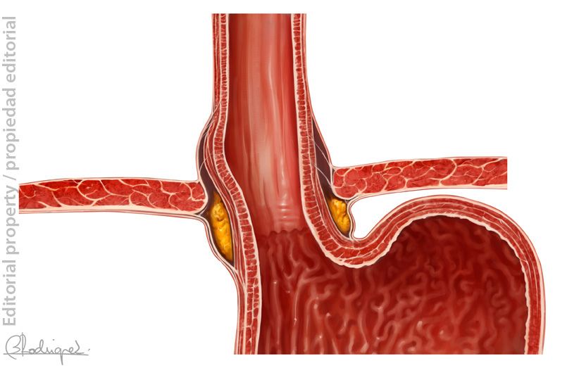 anatomia clínica 7