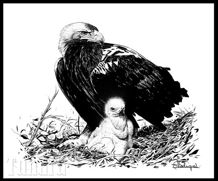 ilustración de naturaleza 1