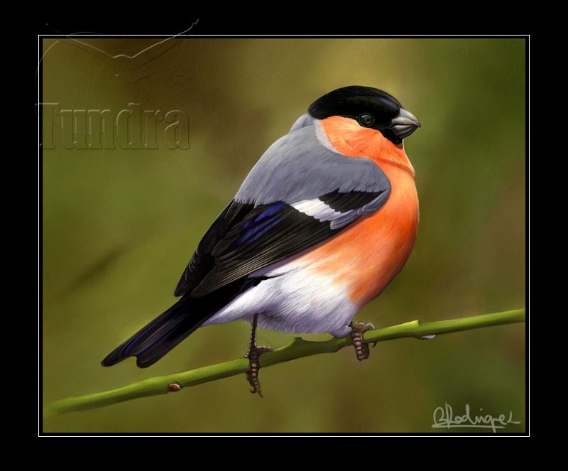 ilustración de naturaleza 2