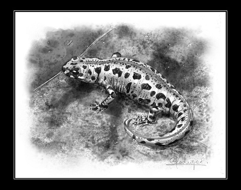 ilustración de naturaleza 7