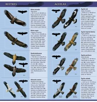 ilustración de naturaleza 7