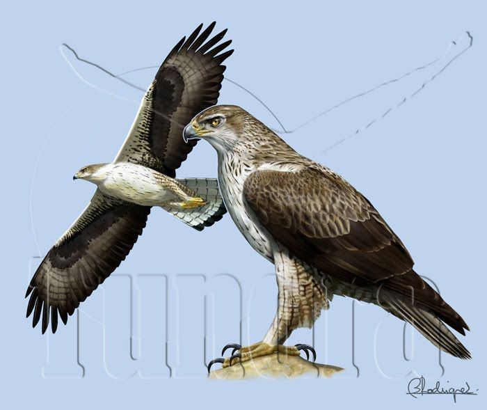 ilustración de naturaleza 9