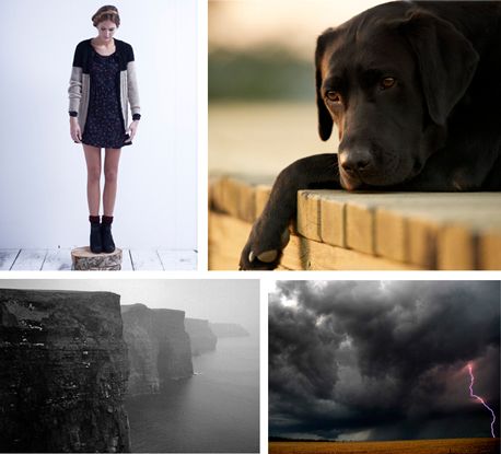 Animal Collages 2014  1