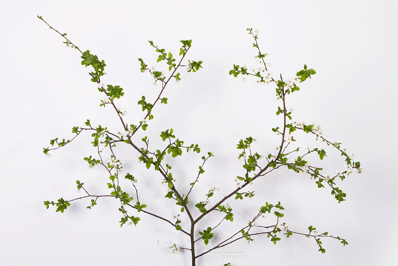 El nacimiento de la primavera 1