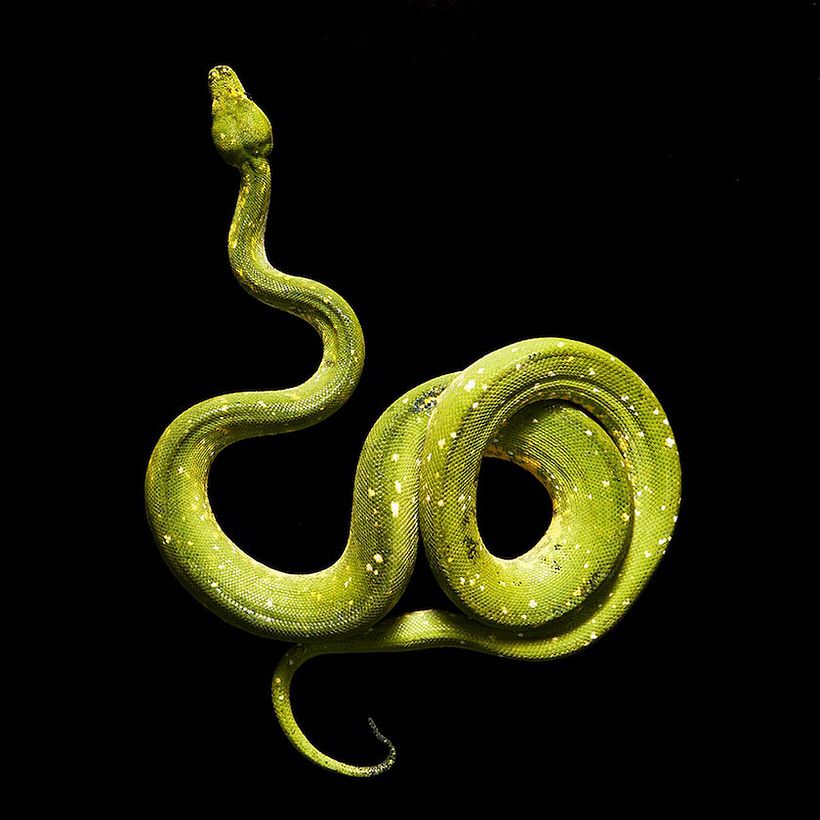 Snakes -1