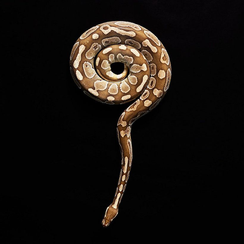 Snakes 0