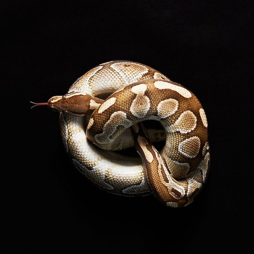 Snakes 1