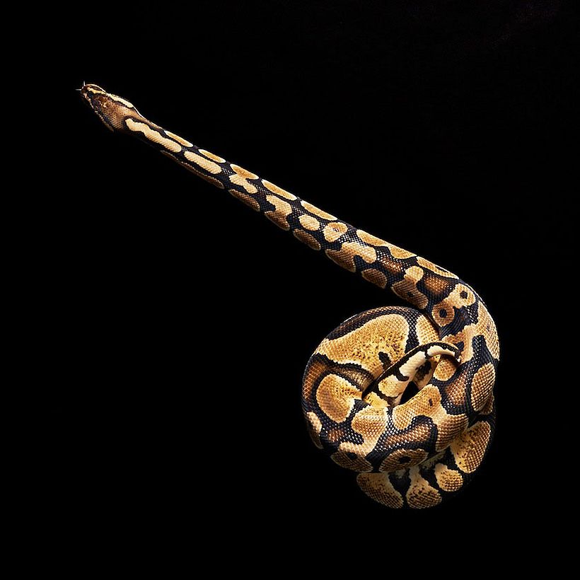 Snakes 2
