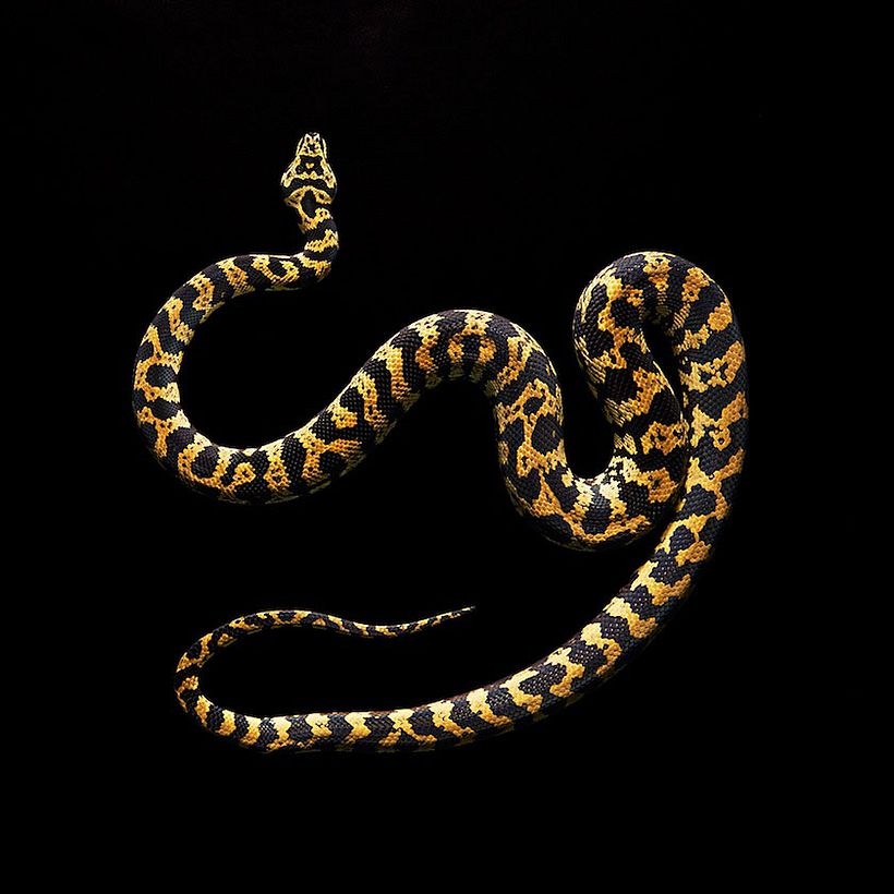 Snakes 3
