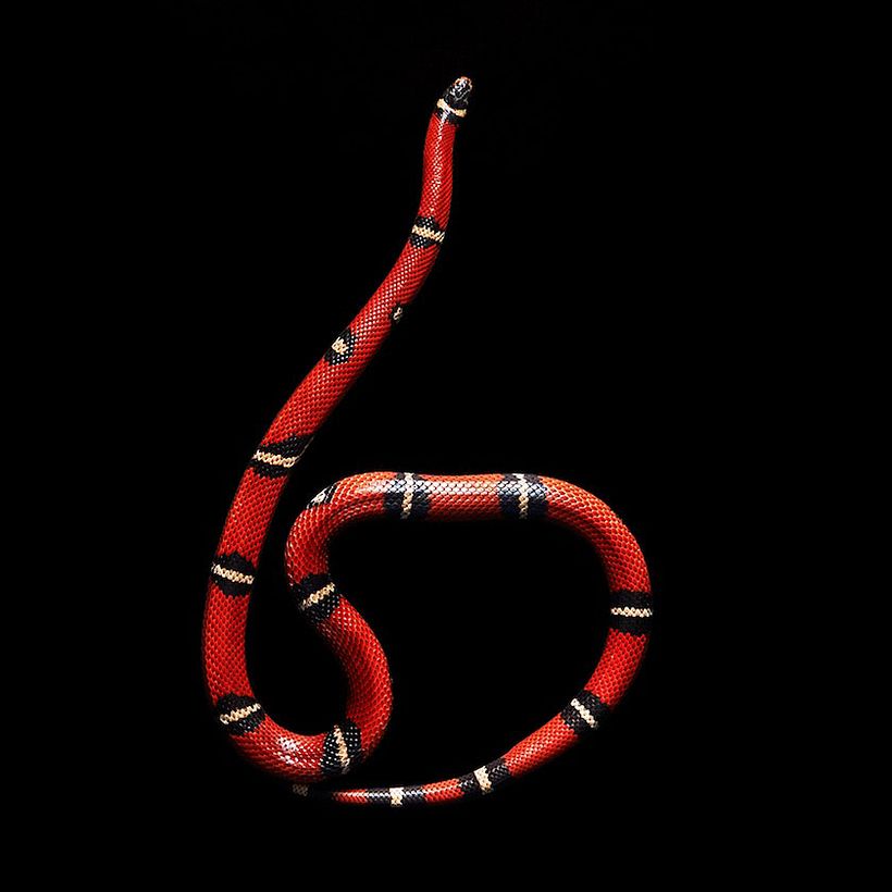 Snakes 4