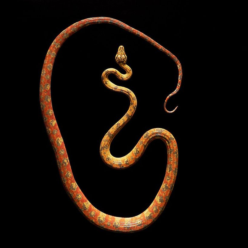 Snakes 5