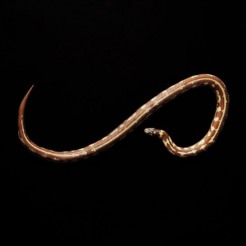Snakes 6