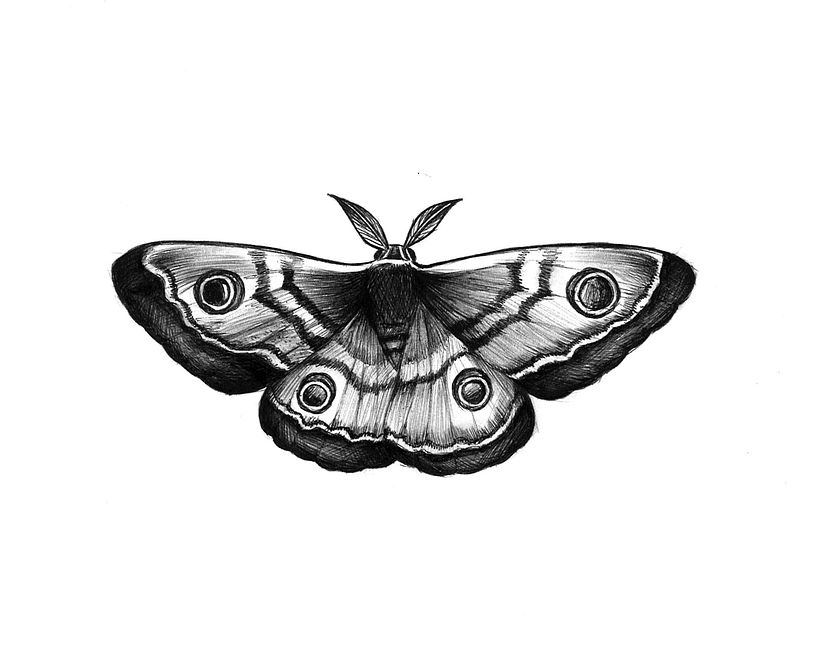 Tattoo deisgn - Traditional illustration