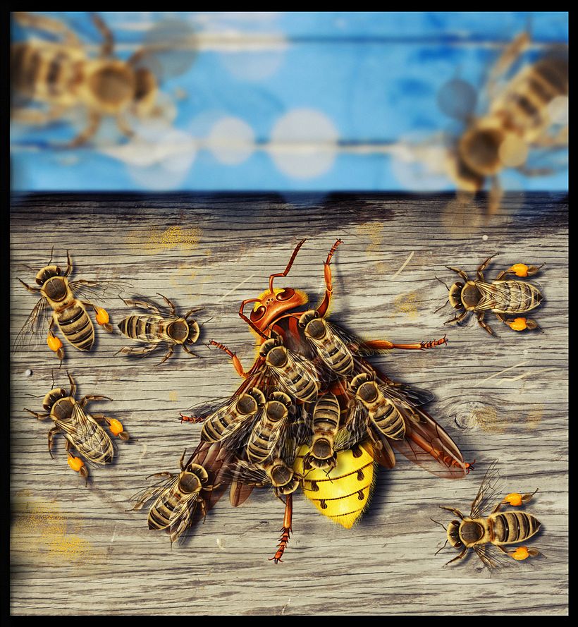 Colmena atacada por un avispón. -1