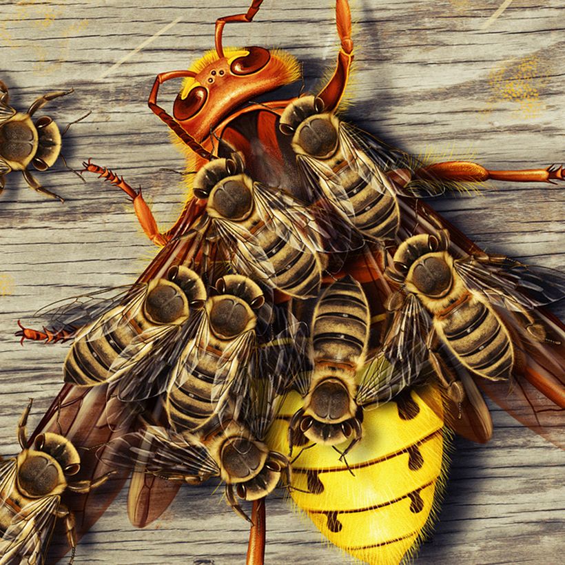 Colmena atacada por un avispón. 0