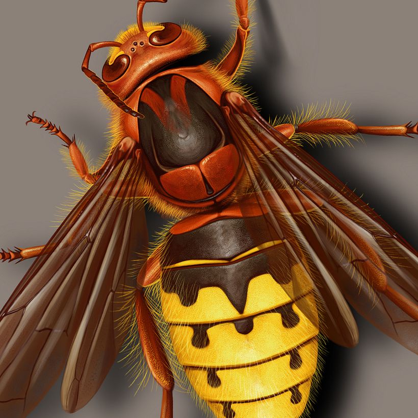 Colmena atacada por un avispón. 1