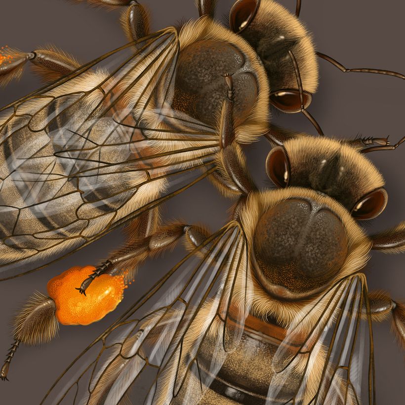 Colmena atacada por un avispón. 2