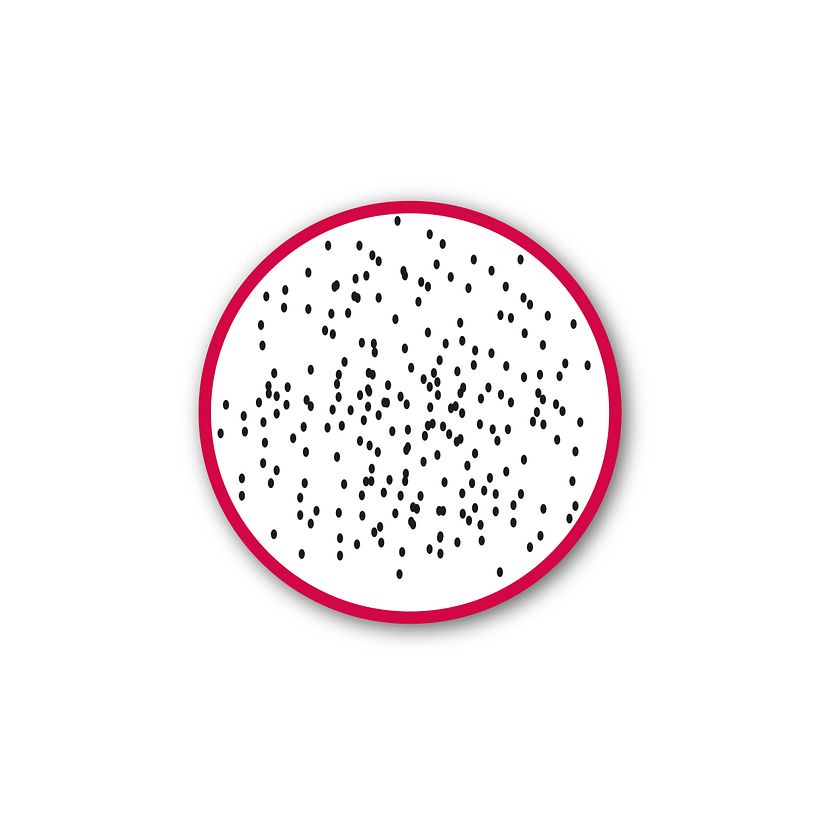 Fruits 13