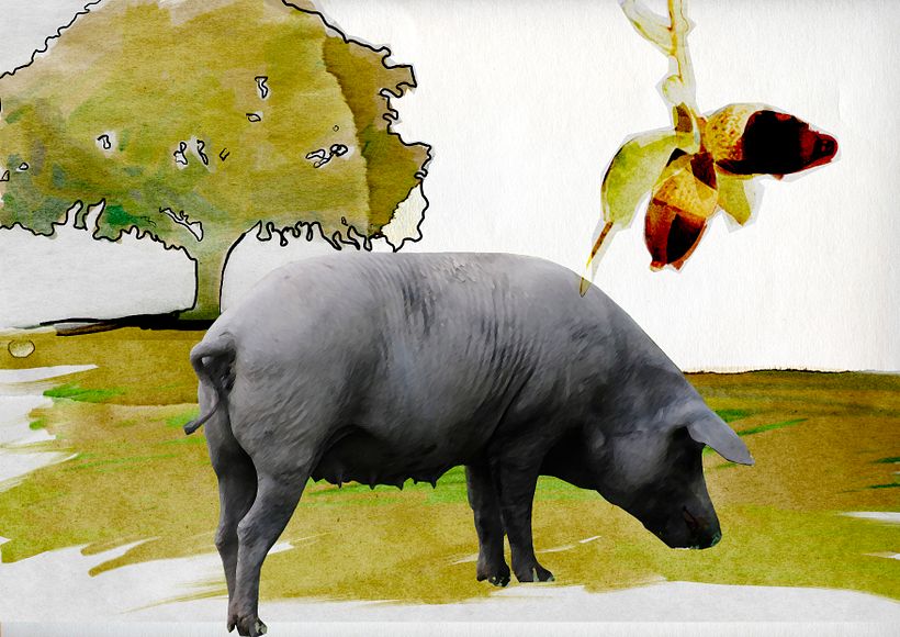 Alimentos españoles para la exportación. 6