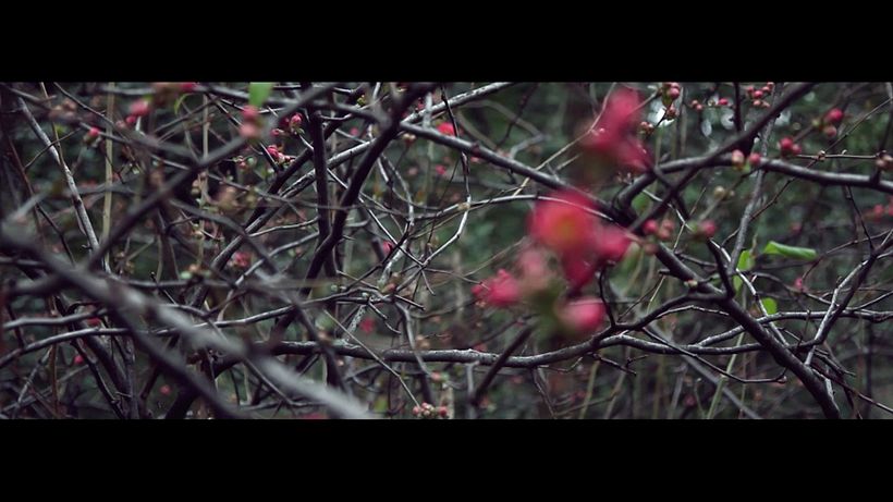 WANDER 6