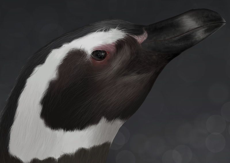 Spheniscus magellanicus 3