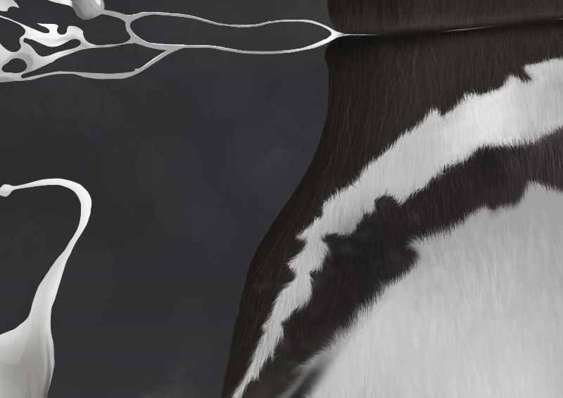 Spheniscus magellanicus 4