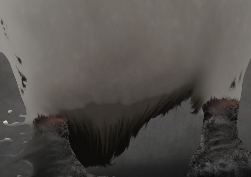 Spheniscus magellanicus 6