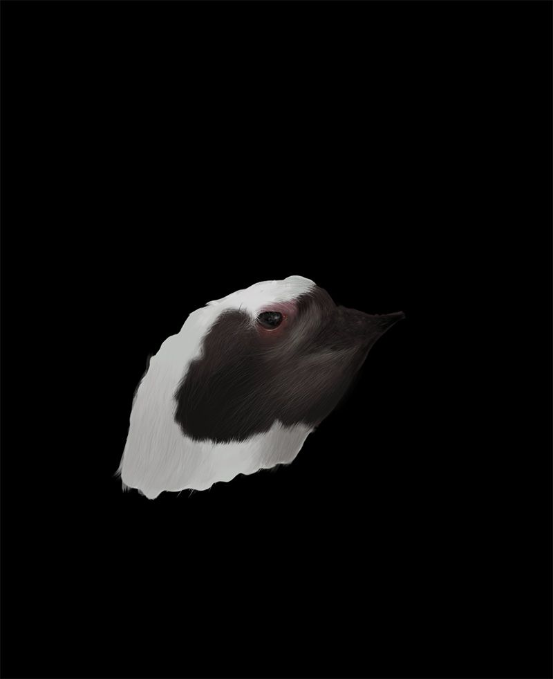 Spheniscus magellanicus 9