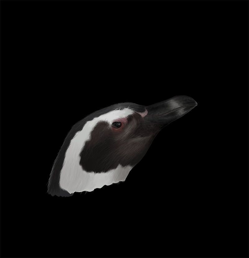 Spheniscus magellanicus 10