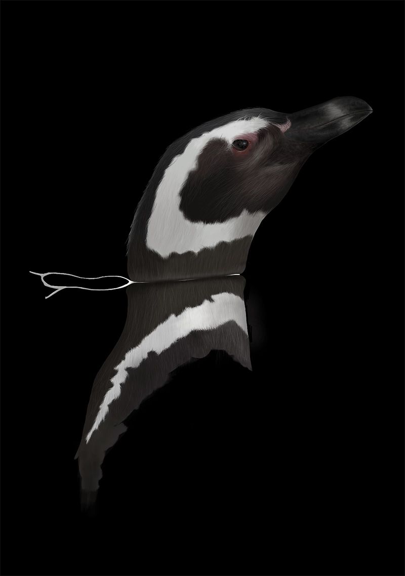 Spheniscus magellanicus 11