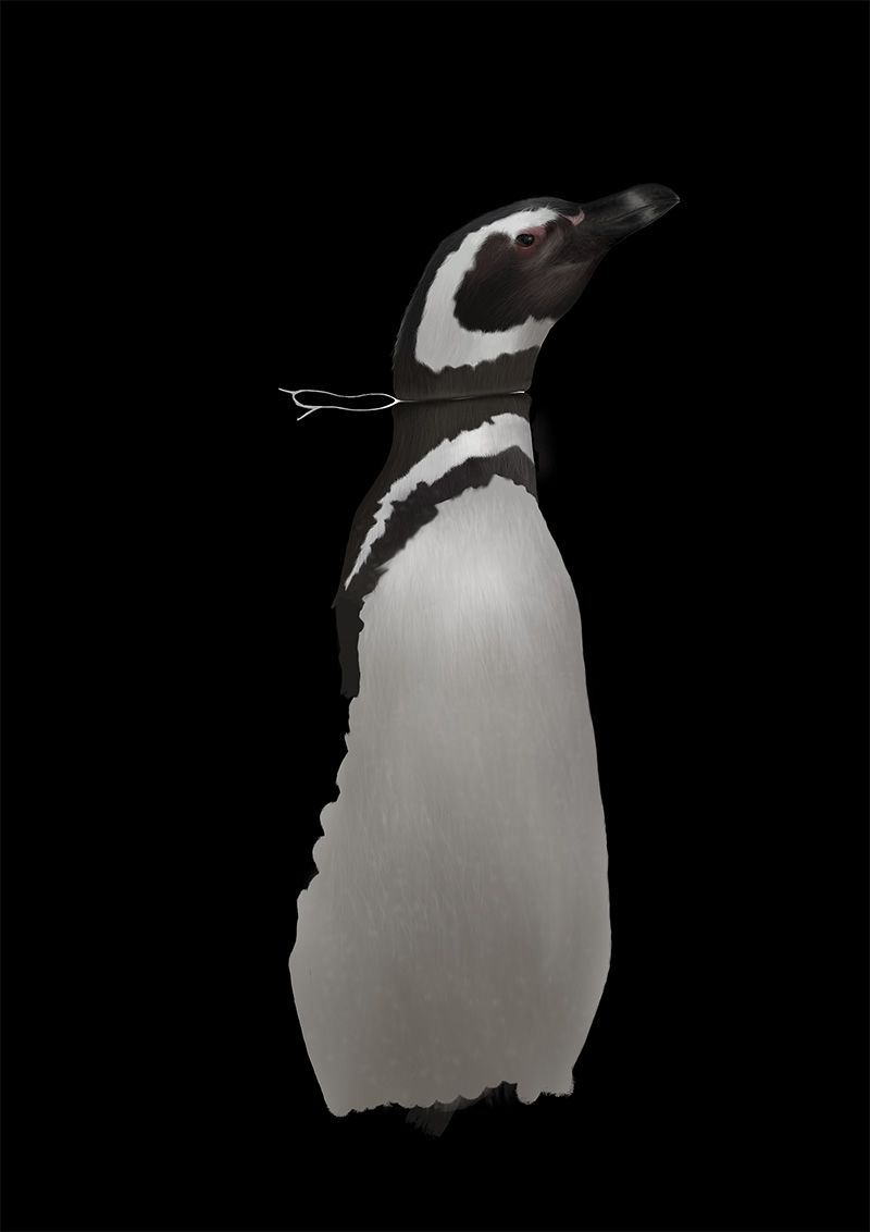 Spheniscus magellanicus 12