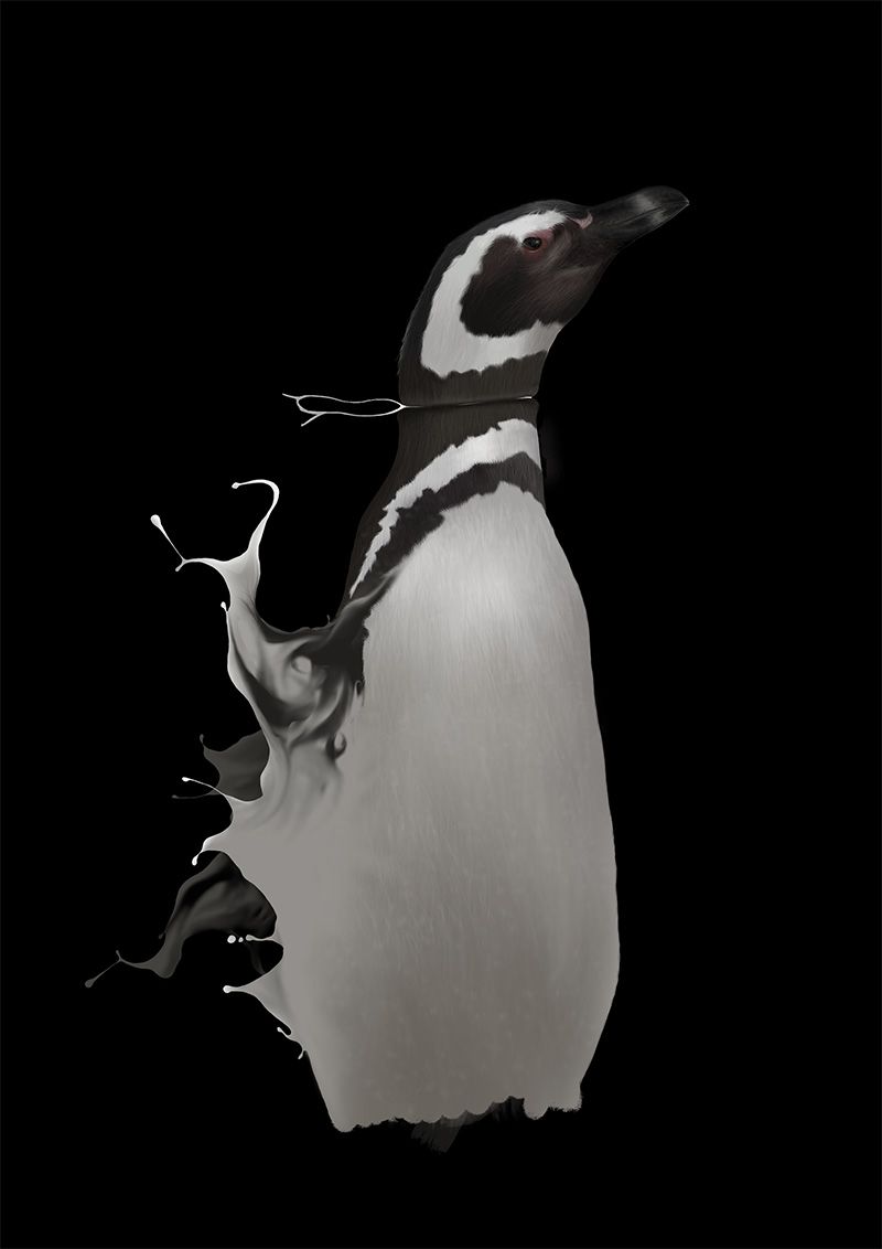 Spheniscus magellanicus 13