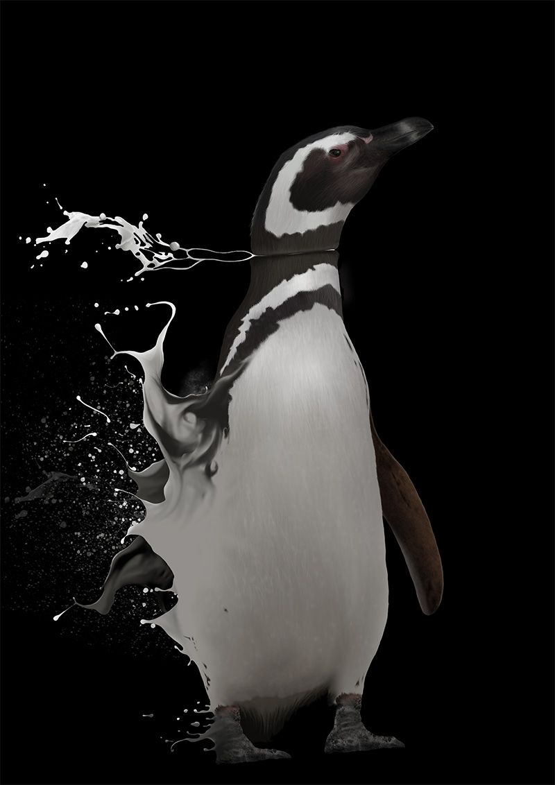 Spheniscus magellanicus 14