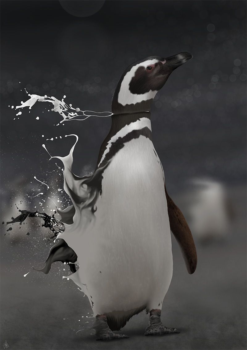 Spheniscus magellanicus 14