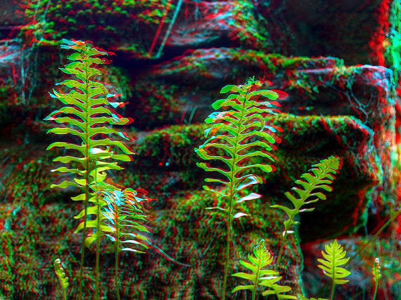 Fotografía 3D 6