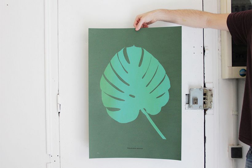 Monstera 1