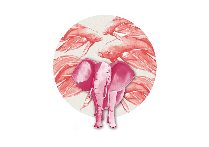 Pink and fish 4