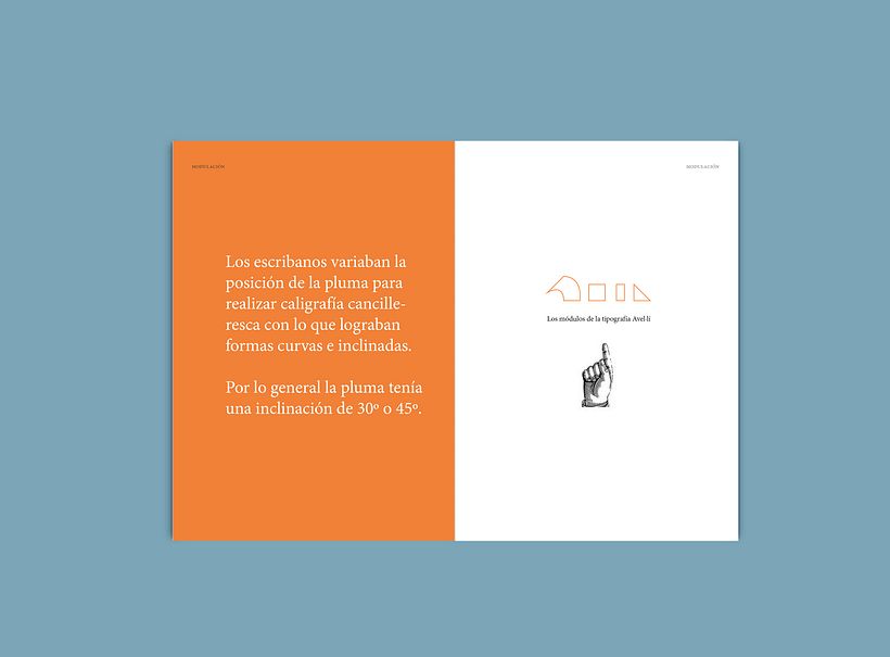 Avel.lí  especimen 5