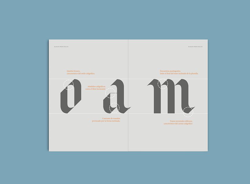 Avel.lí  especimen 6