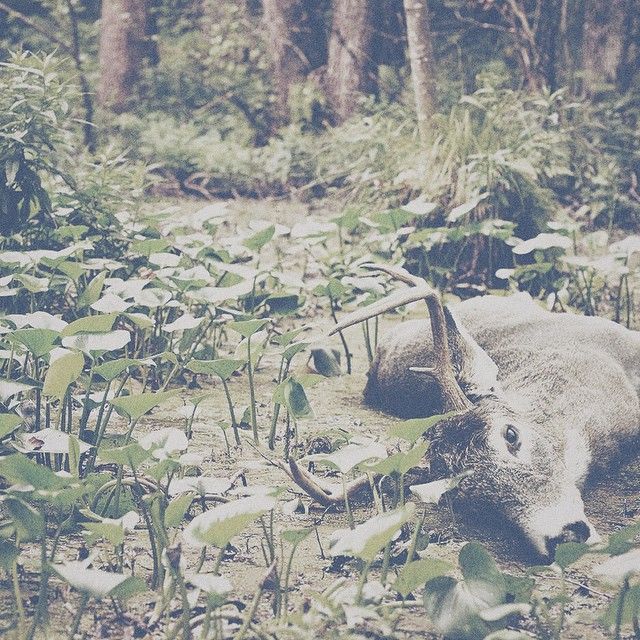 Oh my deer! 0