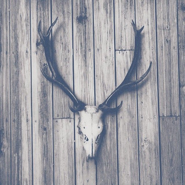 Oh my deer! 1