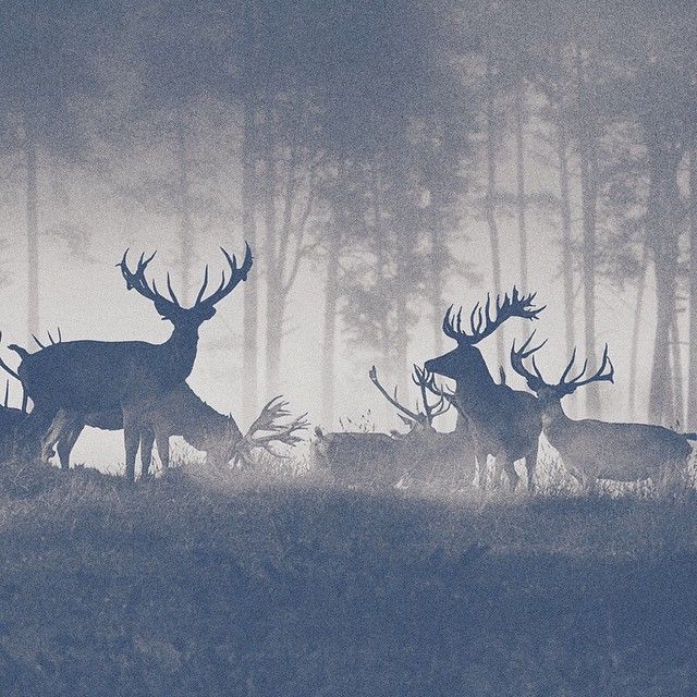 Oh my deer! 2