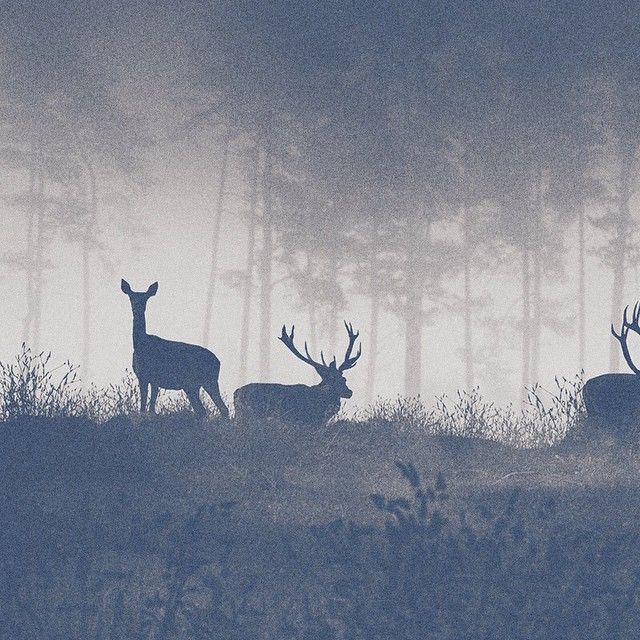 Oh my deer! 3