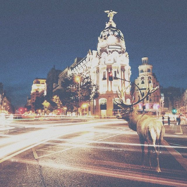 Oh my deer! 5