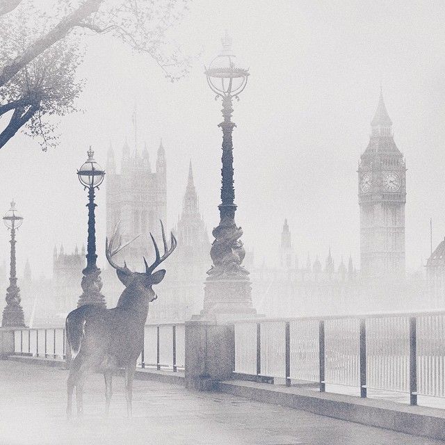 Oh my deer! 6