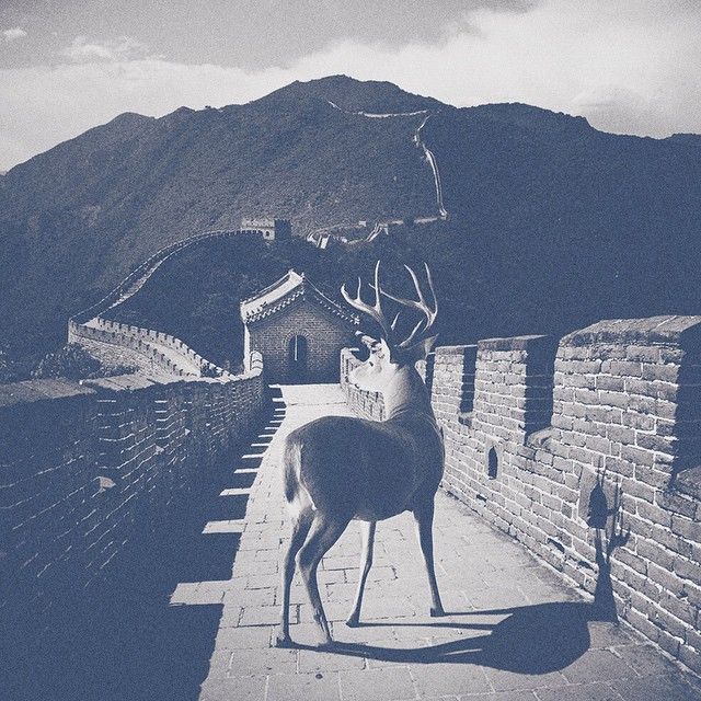 Oh my deer! 7
